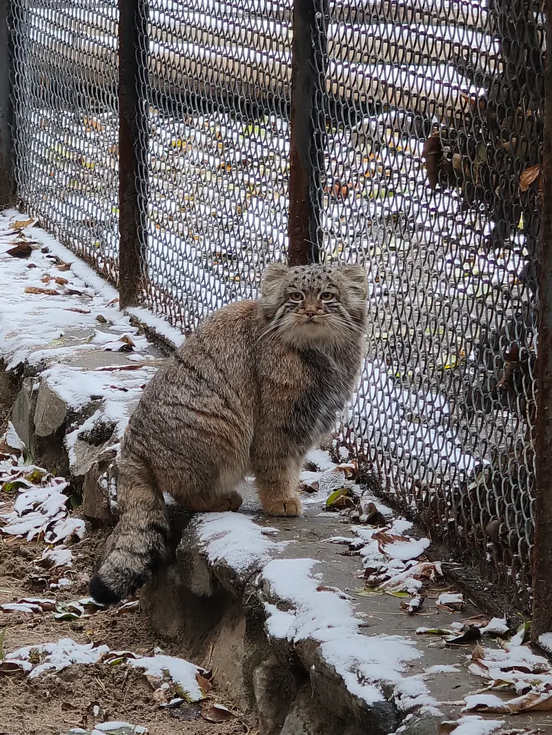 A photograph of Daughter of Snezhana b.2026 Ⅱ in Novosibirsk Zoo