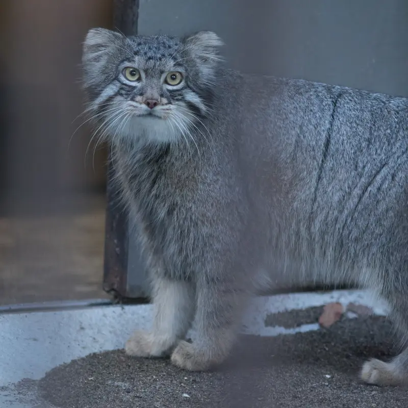 A photograph of Figa in Nogeyama Zoo