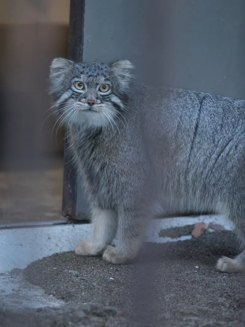 A photograph of Figa in Nogeyama Zoo