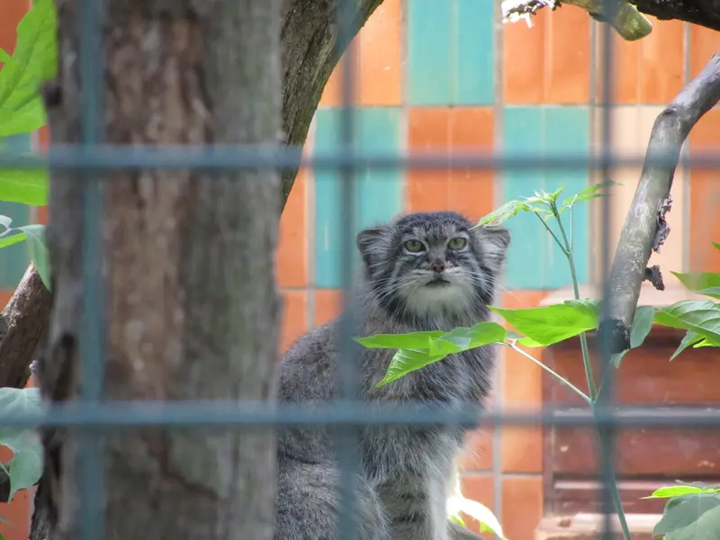 A photograph of a Pallas's cat in Tierpark Berlin