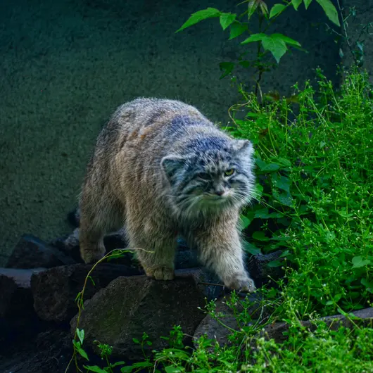A photograph of Bohus in Budapest Zoo &amp; Botanical Garden