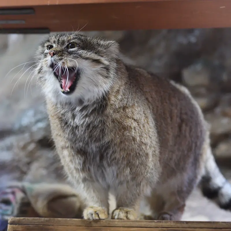 A photograph of Primula in Ueno Zoological Gardens