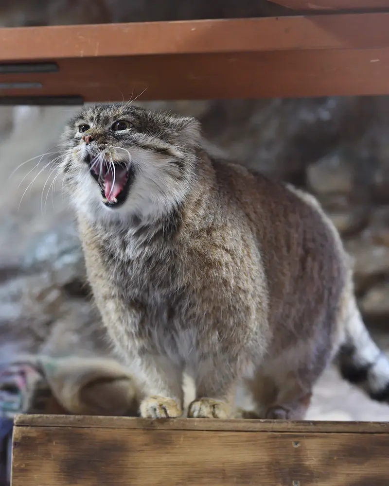 A photograph of Primula in Ueno Zoological Gardens
