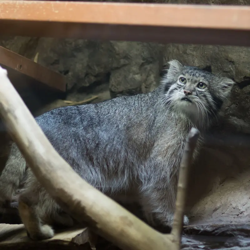 A photograph of Klyon in Ueno Zoological Gardens