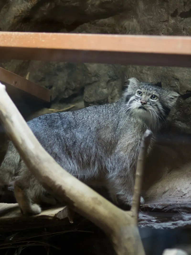 A photograph of Klyon in Ueno Zoological Gardens