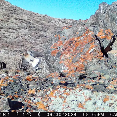 A photograph of a Pallas&#039;s cat from Zhilandy camera trap