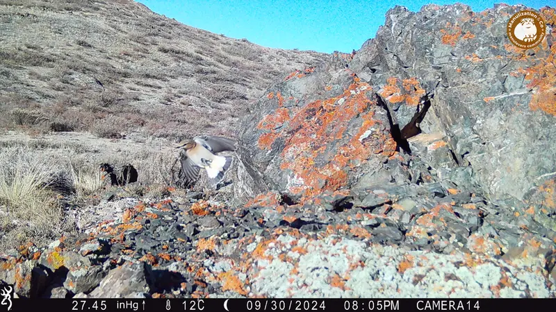 A photograph of a Pallas&#039;s cat from Zhilandy camera trap