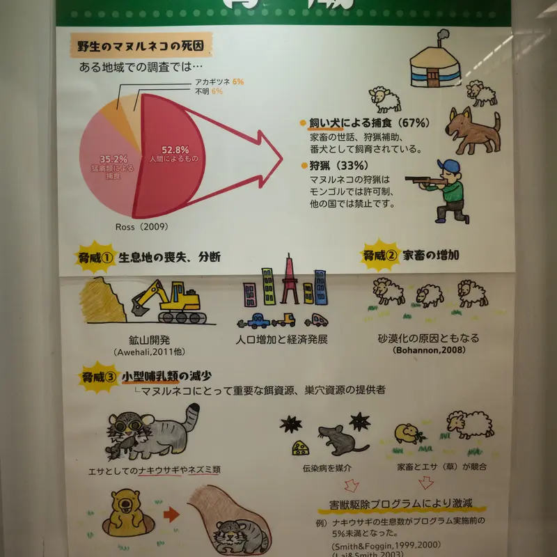 A photograph of a Pallas's cat in Nogeyama Zoo