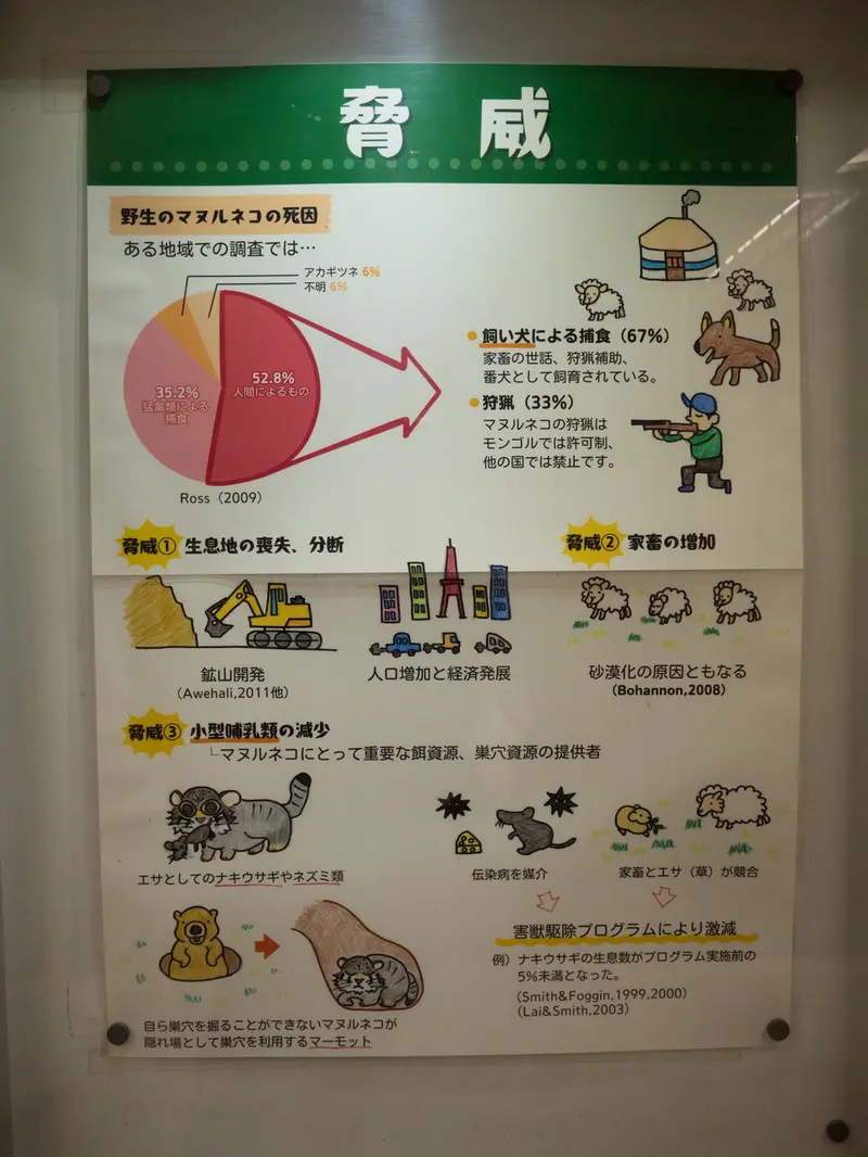 A photograph of a Pallas's cat in Nogeyama Zoo