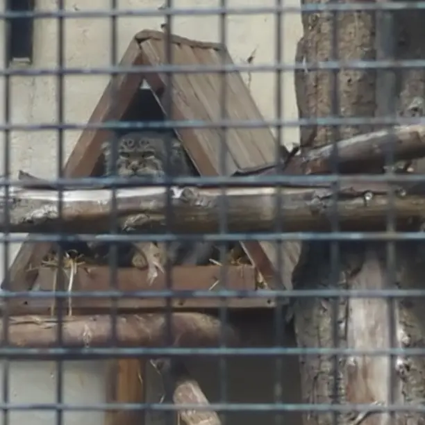 A photograph of Vorace in Lille Zoo