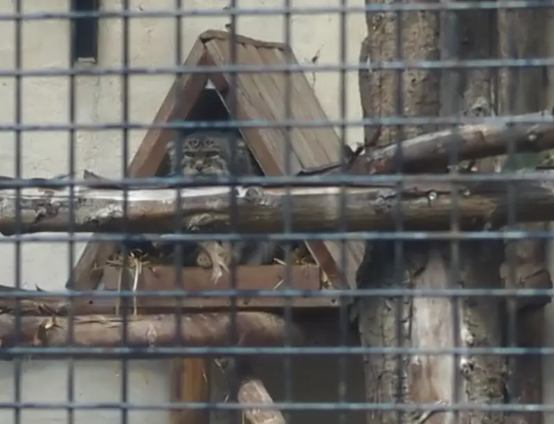 A photograph of Vorace in Lille Zoo