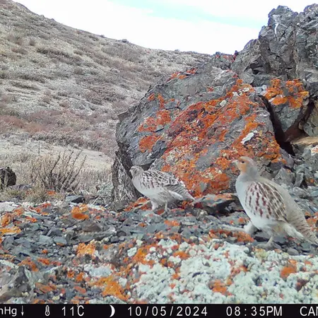 A photograph of Grey partridge from Zhilandy camera trap