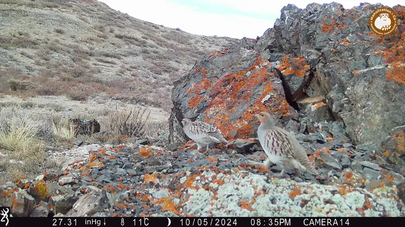 A photograph of Grey partridge from Zhilandy camera trap