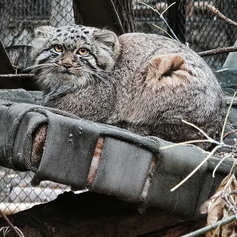 A photograph of Son of Snezhana b.2026 Ⅲ in Novosibirsk Zoo