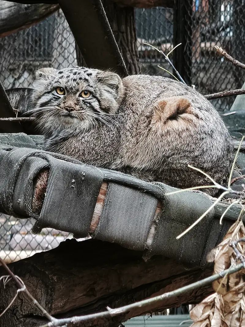 A photograph of Son of Snezhana b.2026 Ⅲ in Novosibirsk Zoo
