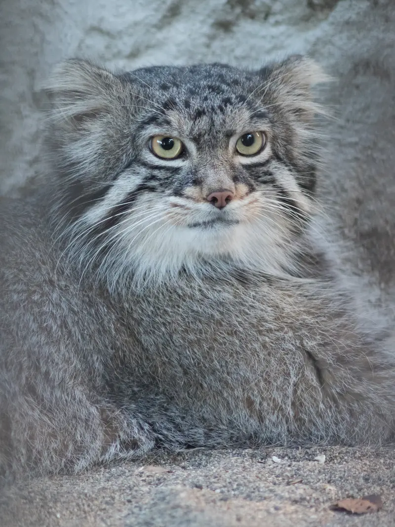 A photograph of Figa in Nogeyama Zoo