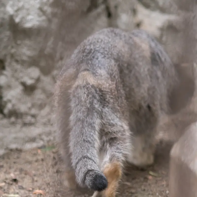 A photograph of Figa in Nogeyama Zoo