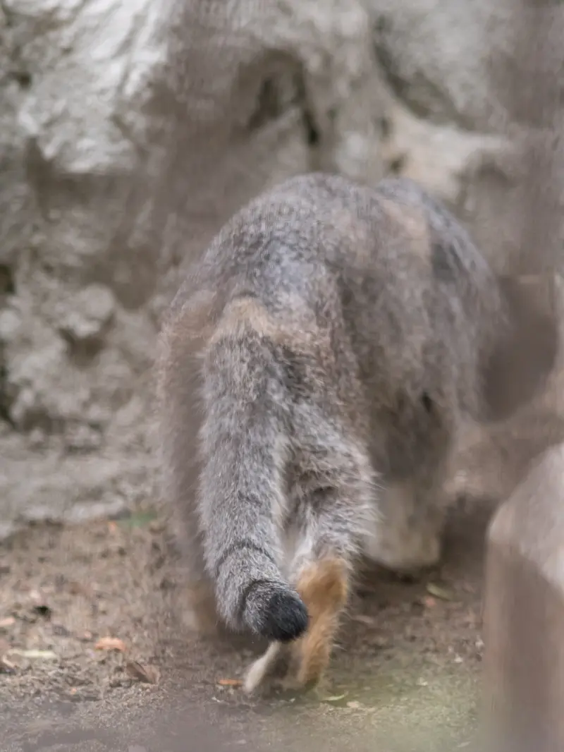 A photograph of Figa in Nogeyama Zoo