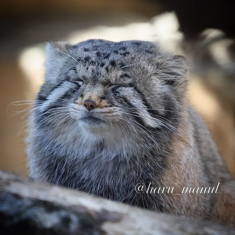 A photograph of Nagomu in Nasu Animal Kingdom