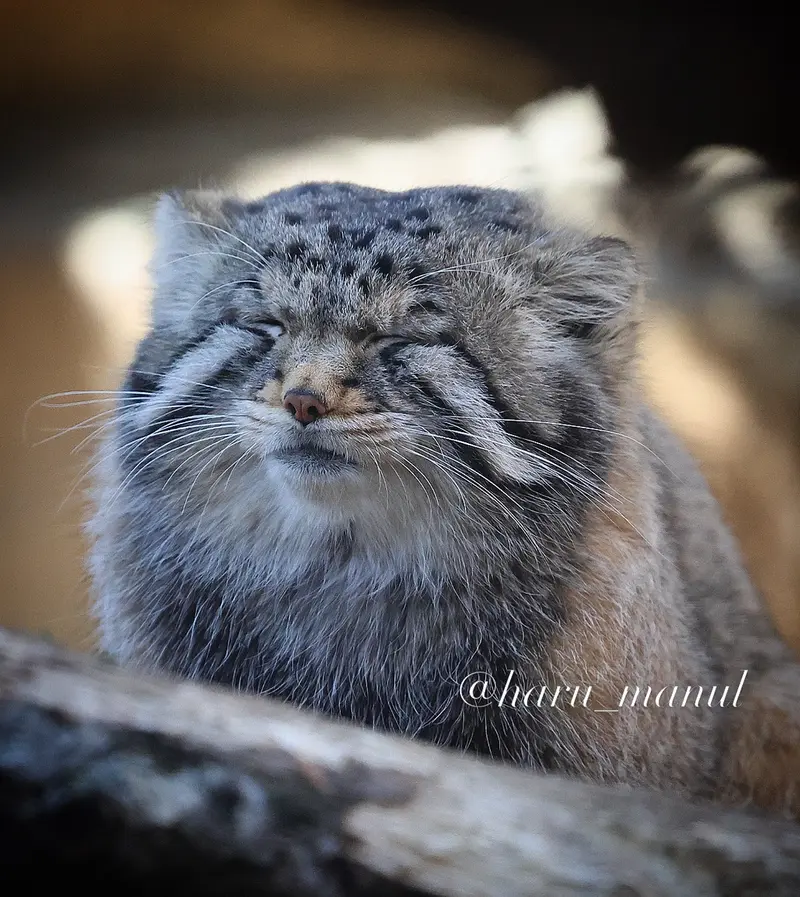A photograph of Nagomu in Nasu Animal Kingdom