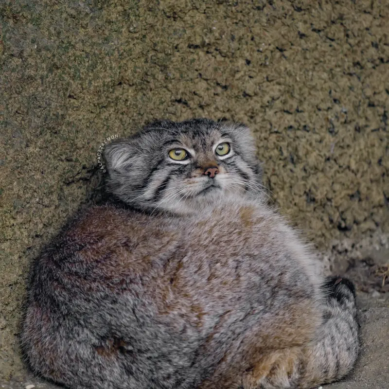 A photograph of Lev in Kobe Animal Kingdom