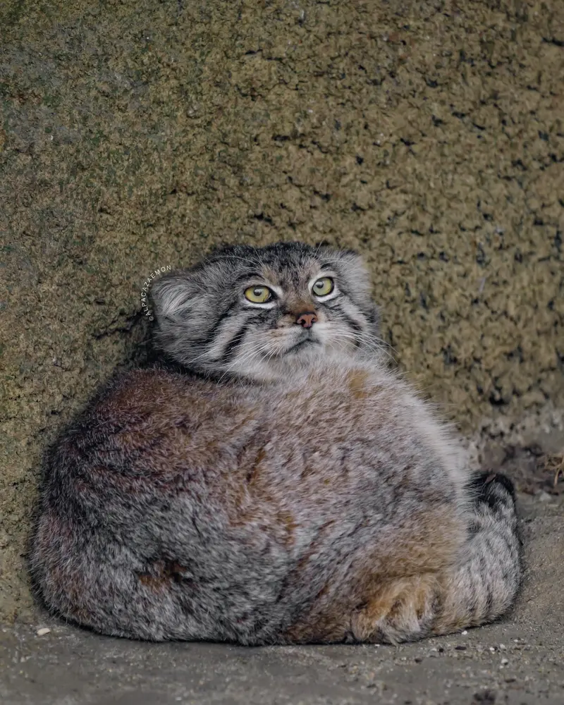 A photograph of Lev in Kobe Animal Kingdom