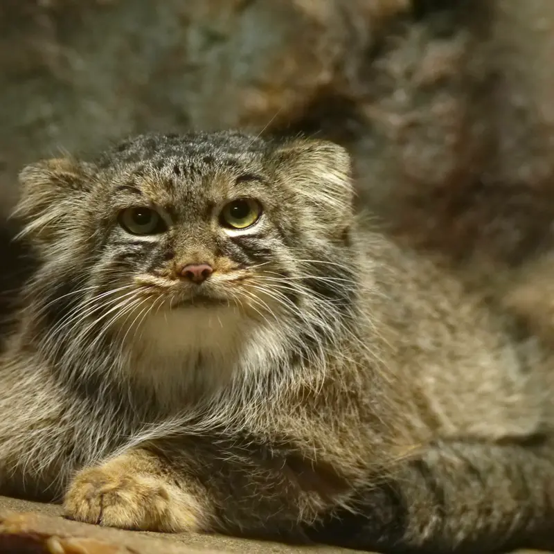 A photograph of Shafran in Ueno Zoological Gardens
