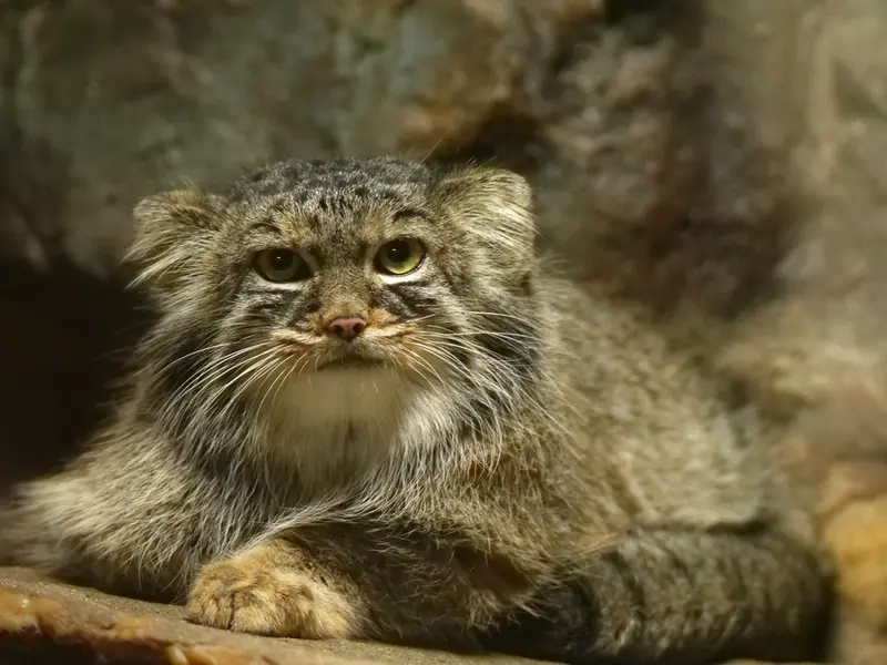 A photograph of Shafran in Ueno Zoological Gardens