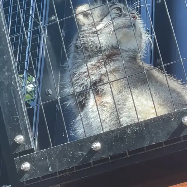 A photograph of Grusha in Asahiyama Zoo