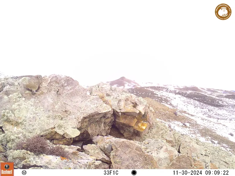 A photograph of Pika from Besshoky 1 camera trap