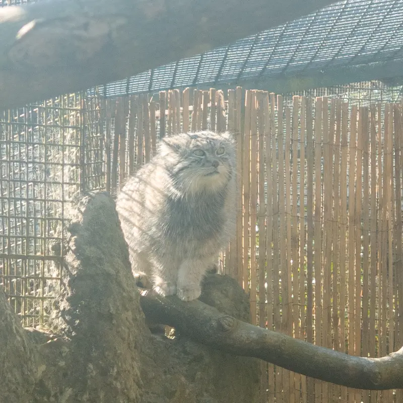 A photograph of Akiko in Edinburgh Zoo