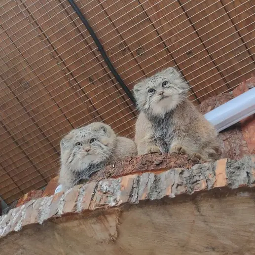 A photograph of Namika and Shu in Leningrad zoo