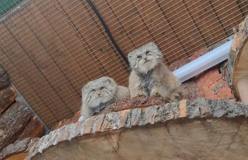 A photograph of Namika and Shu in Leningrad zoo