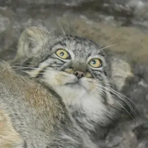 A photograph of Figa in Ueno Zoological Gardens