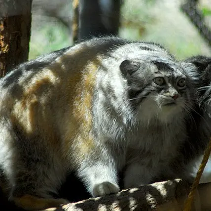 A photograph of Nadia and Red in Cheyenne Mountain Zoo