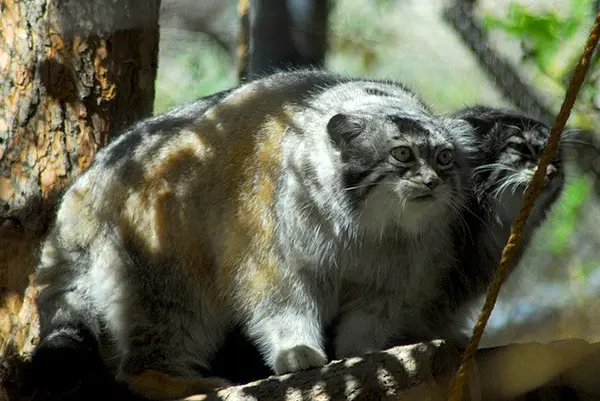 A photograph of Nadia and Red in Cheyenne Mountain Zoo