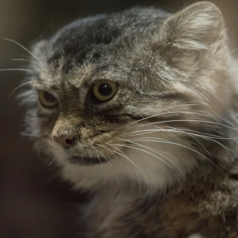 A photograph of Primula in Ueno Zoological Gardens