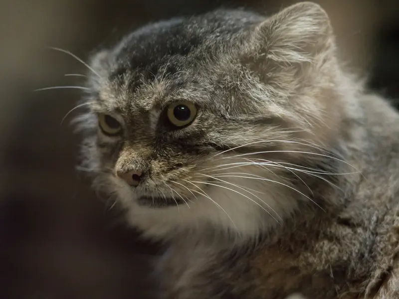 A photograph of Primula in Ueno Zoological Gardens