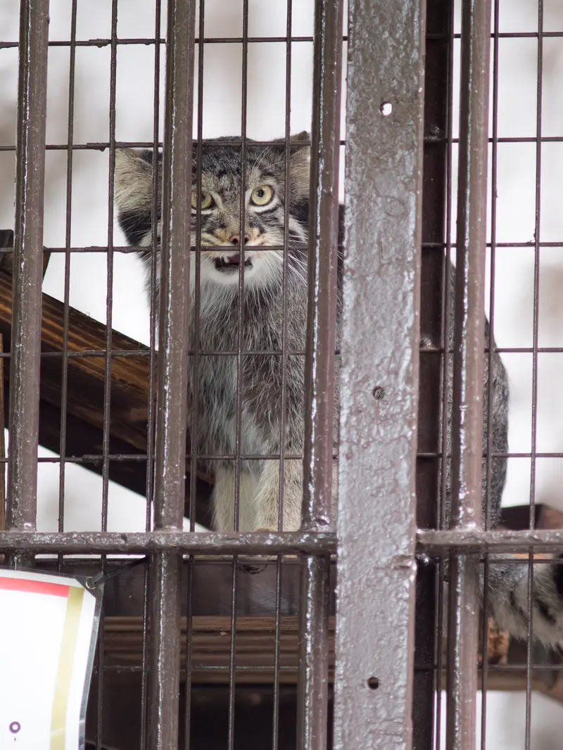 A photograph of Figa in Nogeyama Zoo