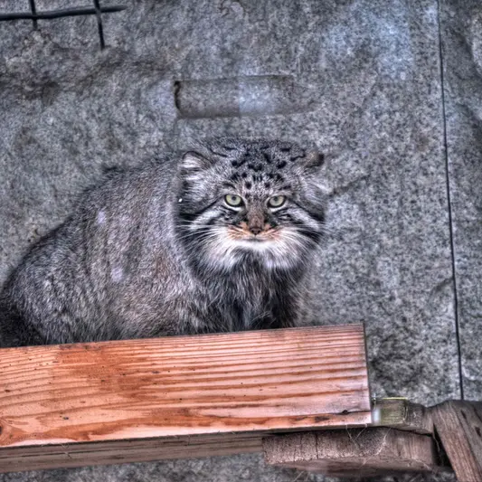 A photograph of Darlay in Moscow zoo