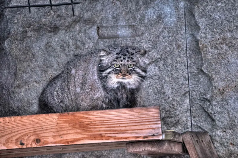 A photograph of Darlay in Moscow zoo