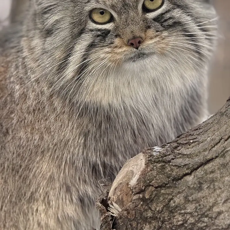 A photograph of Brie in Oglebay Good Zoo