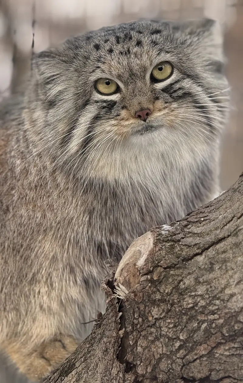 A photograph of Brie in Oglebay Good Zoo