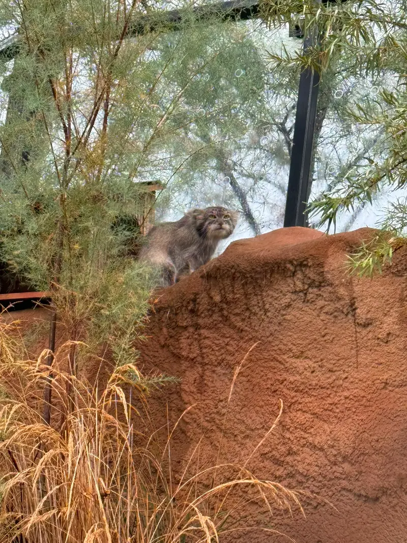 A photograph of Spay in Prague Zoo