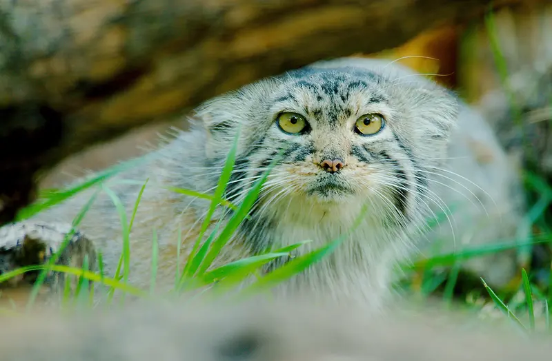 A photograph of Elvira in Red River Zoo