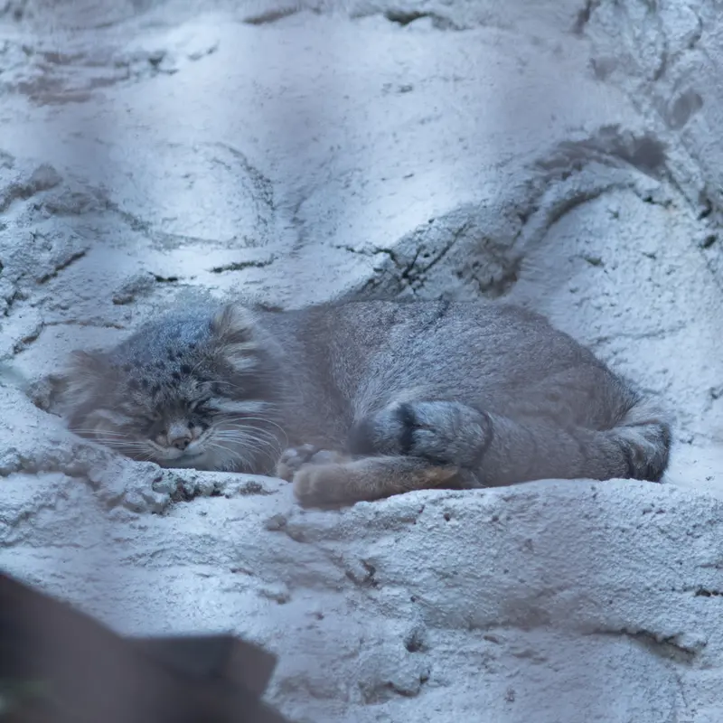 A photograph of Figa in Nogeyama Zoo