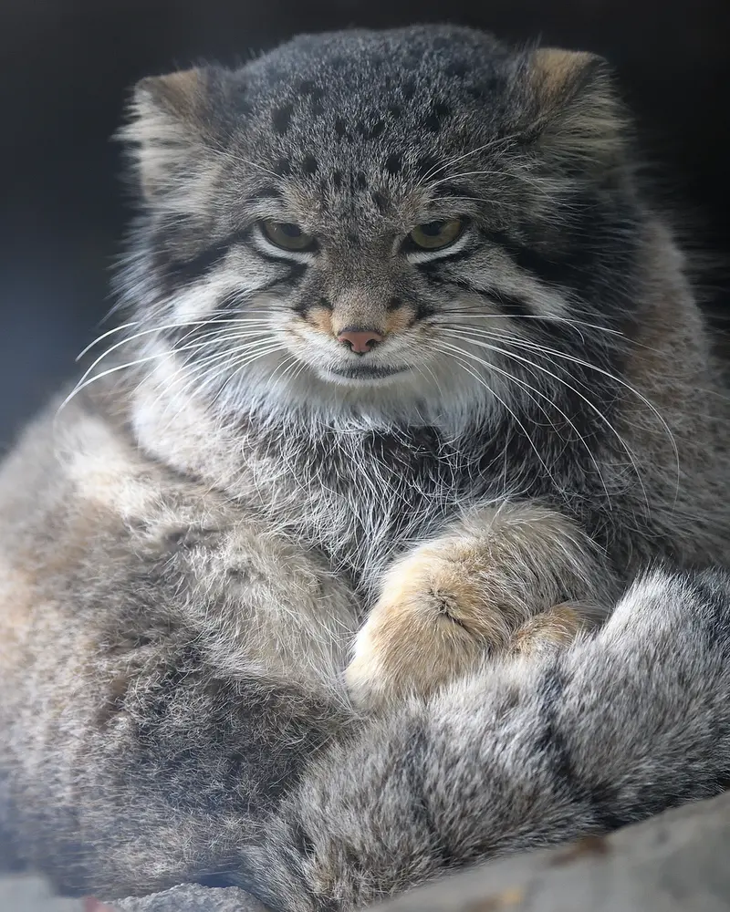 A photograph of Oto in Kobe Animal Kingdom