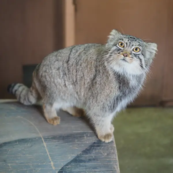 A photograph of Primula in Saitama Children's Zoo