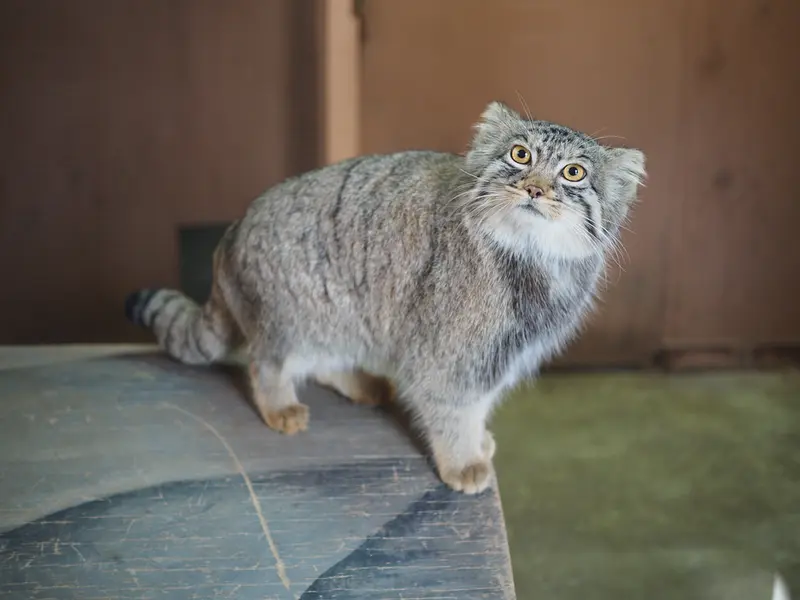 A photograph of Primula in Saitama Children's Zoo
