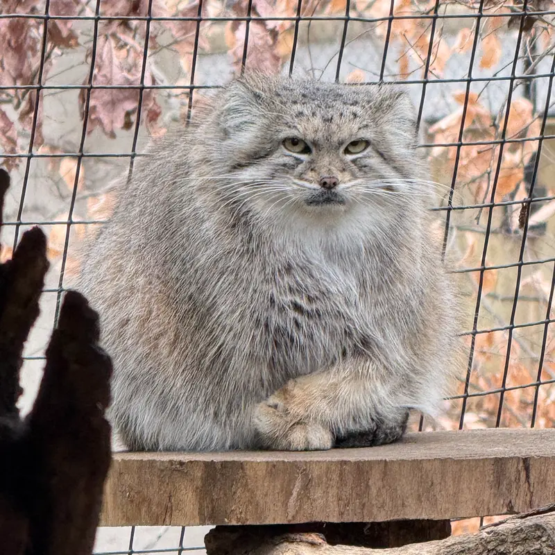 A photograph of Akar in Smithsonian&#039;s National Zoo